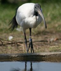 Ibis-5.jpg